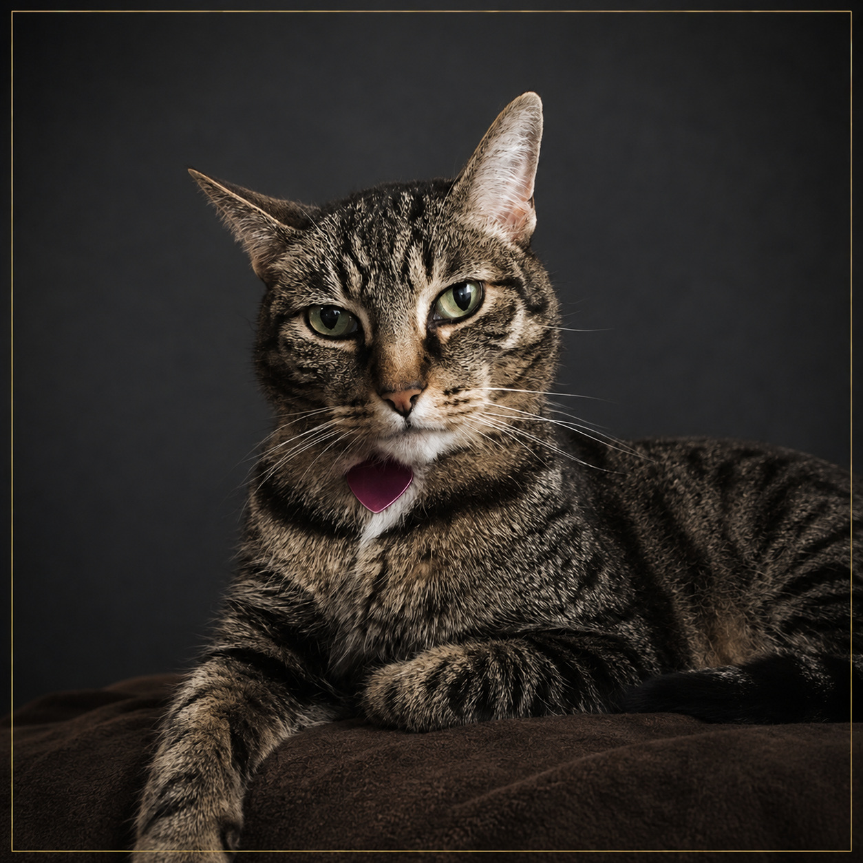 Scout, a brown tabby cat with green eyes and a heart-shaped tag, resting on a brown blanket